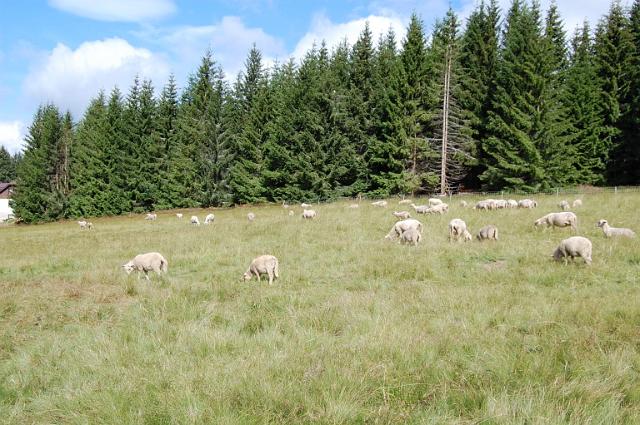 Šumava 2007